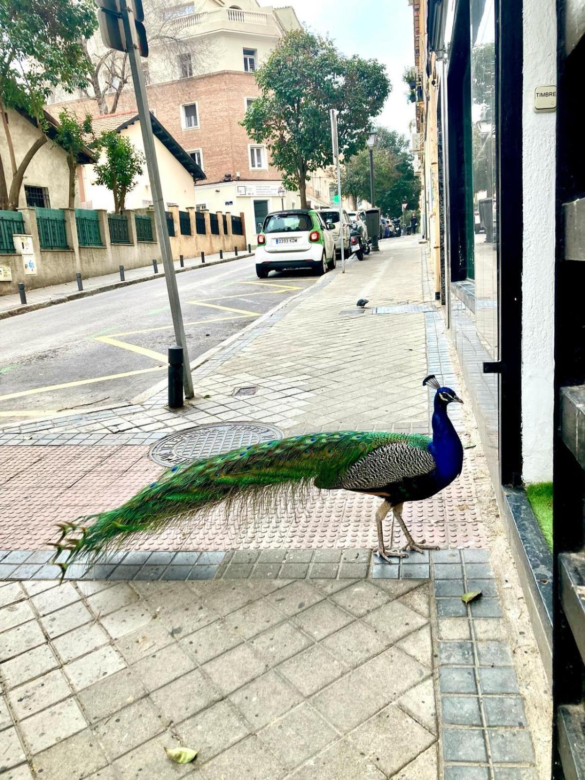 Apartamento Cerca Wizink Center Movistar Arena Y Plaza Toros Las Ventas En Barrio De Salamanca Madrid Kültér fotó